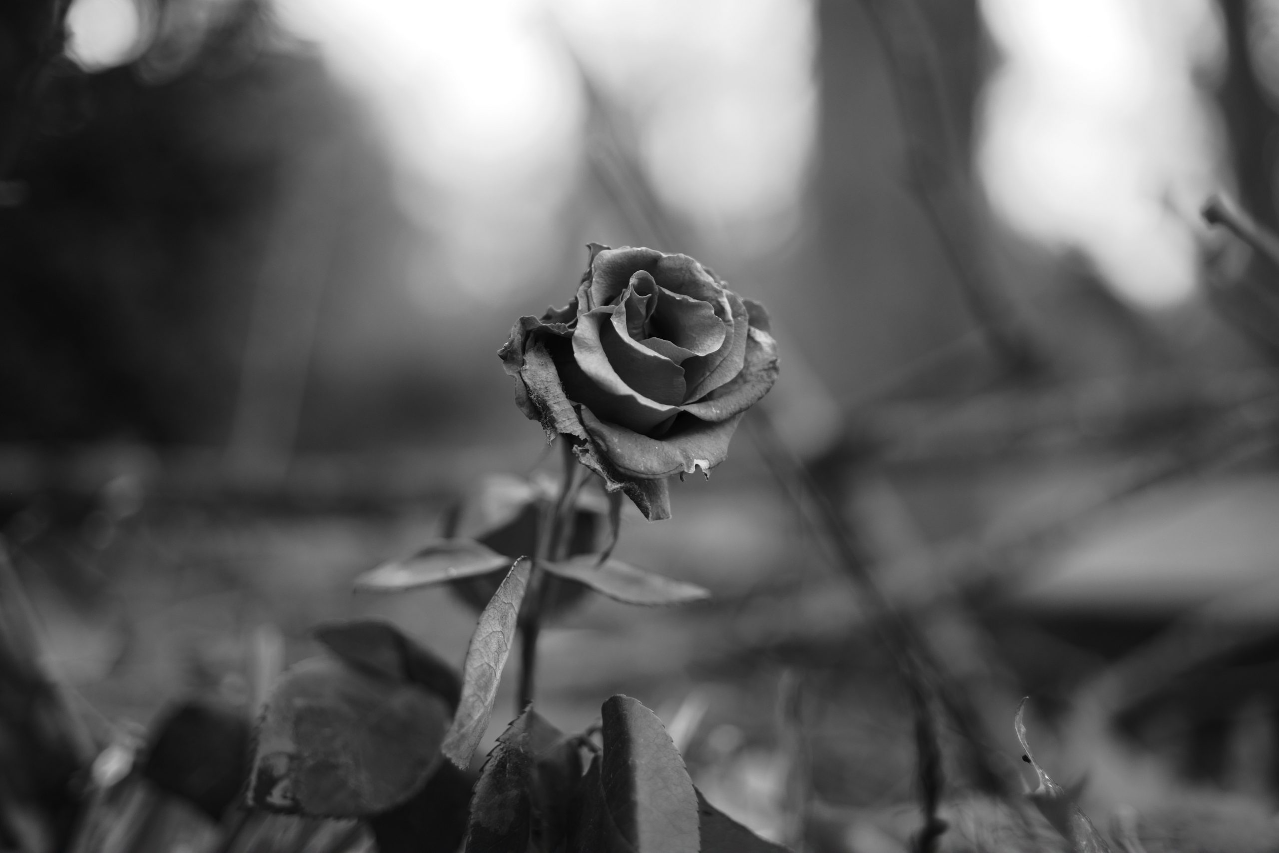 A rose I found in a trashcan, it's still good. The background is blurry and the rose is sharp