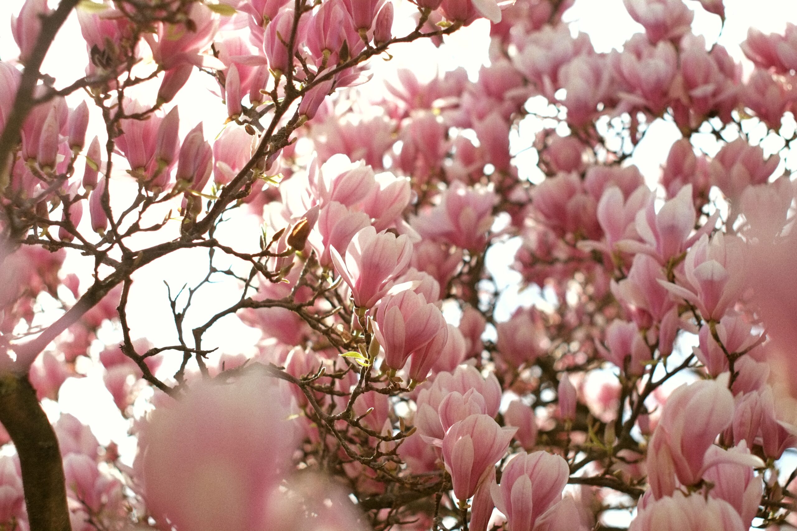A lot of magnolia blossoms on a tree